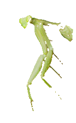 Mantide