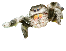 Ragno