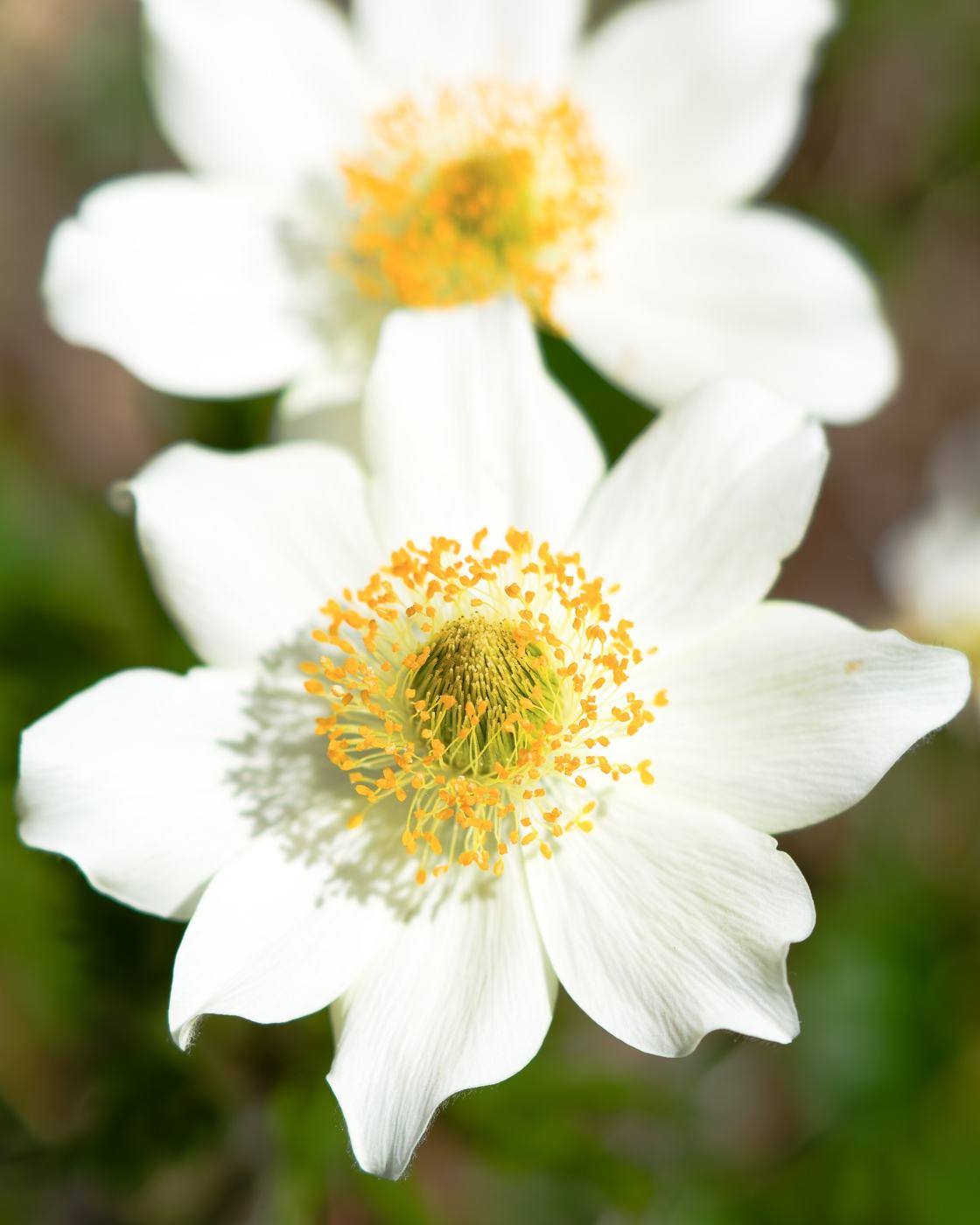 Anemone bianco (identificazione da confermare)