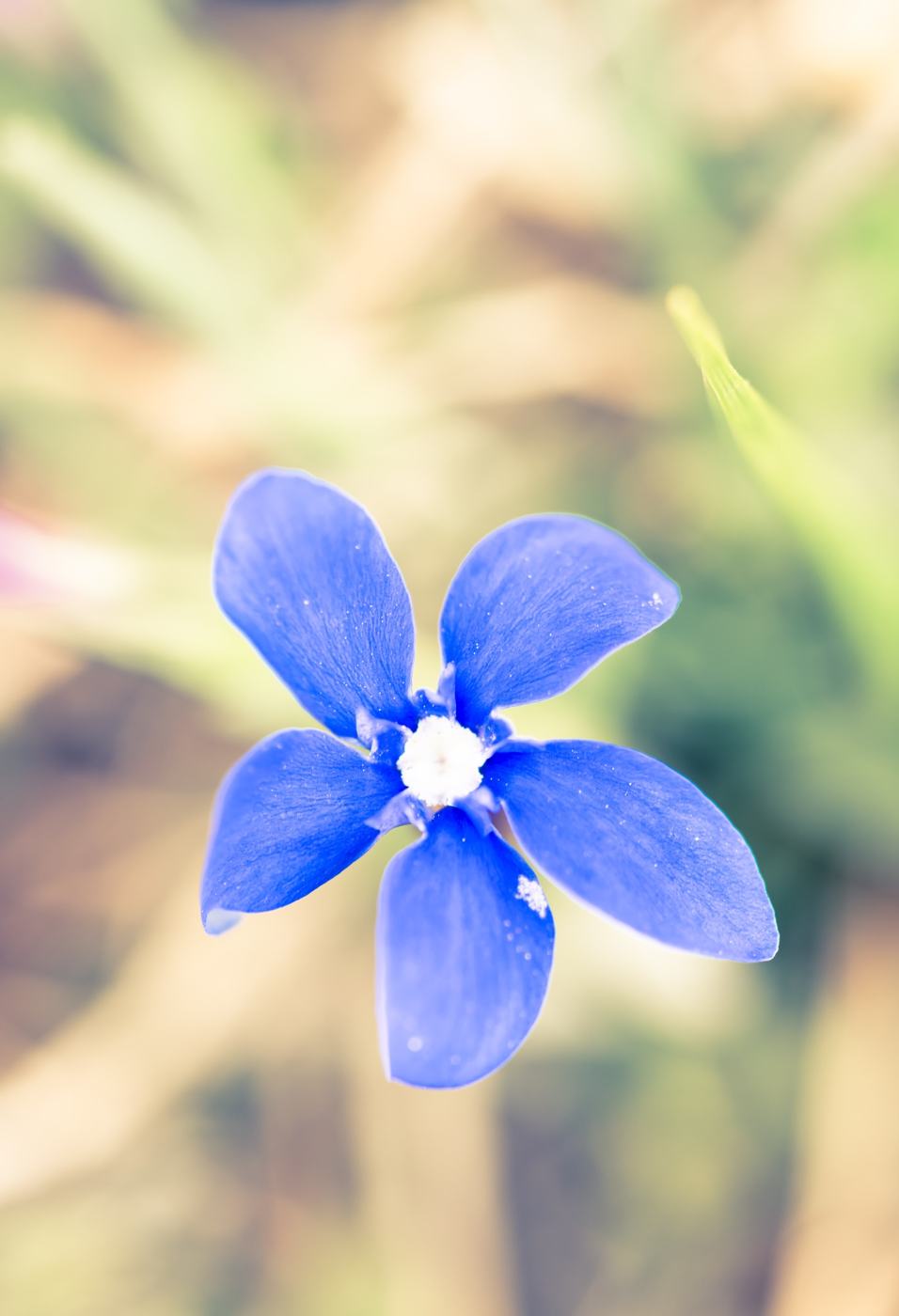 Fiore blu (identificazione da confermare)
