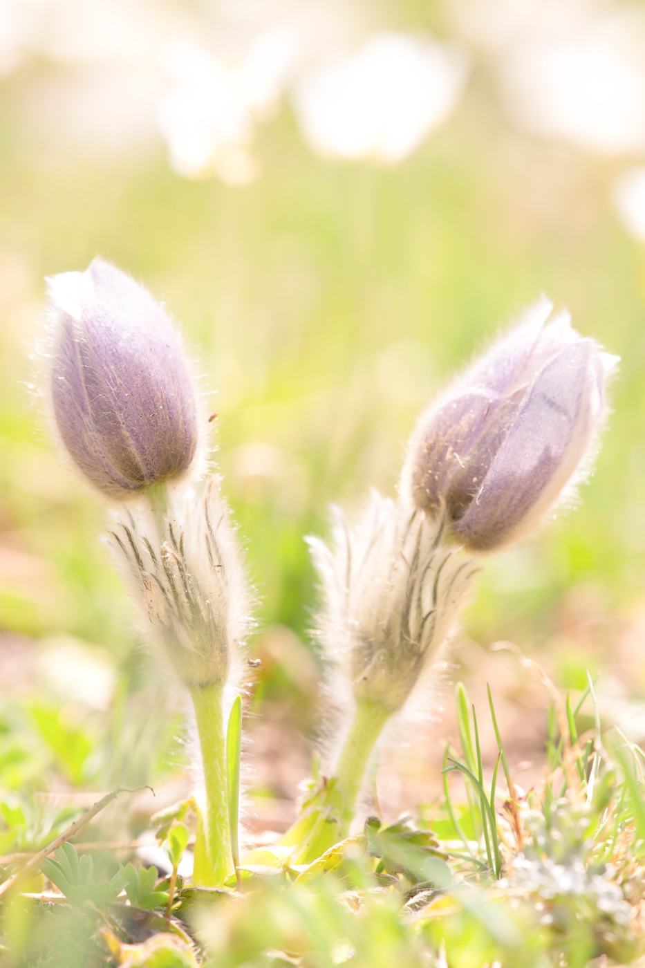 Pulsatilla (identificazione da confermare)