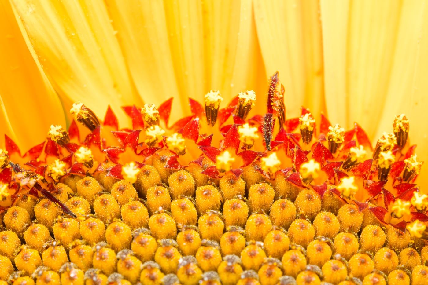 Girasole: dettagli dei piccoli fiori
