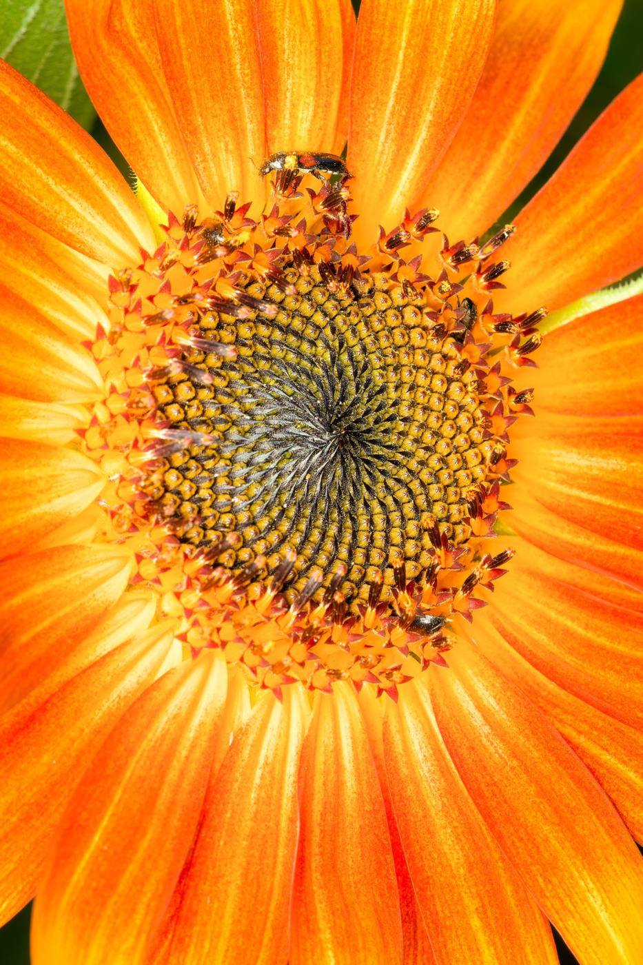 Girasole: capolino arancione