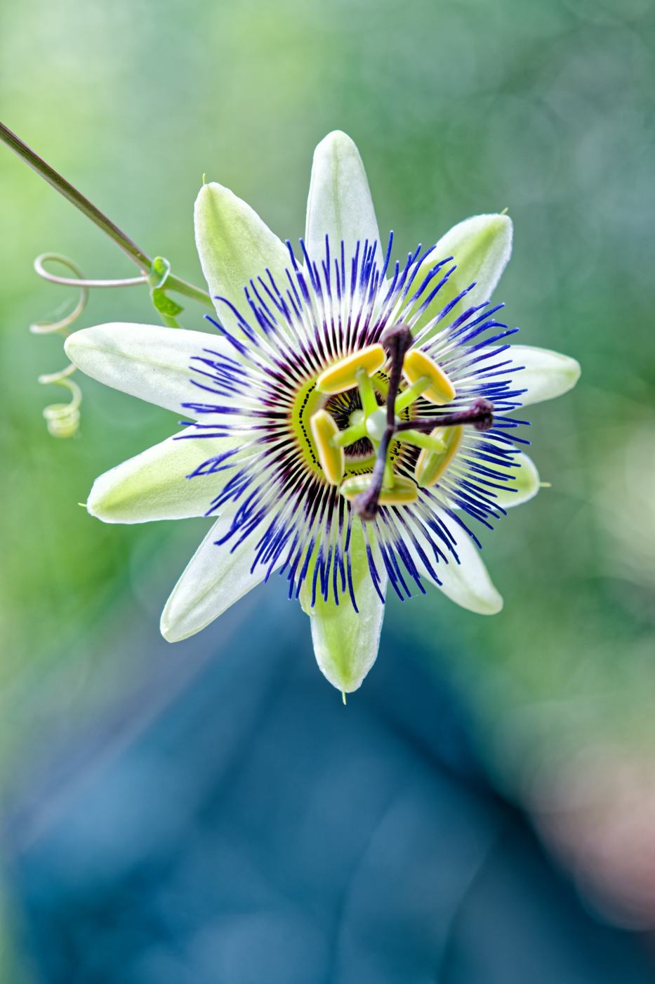 Passiflora