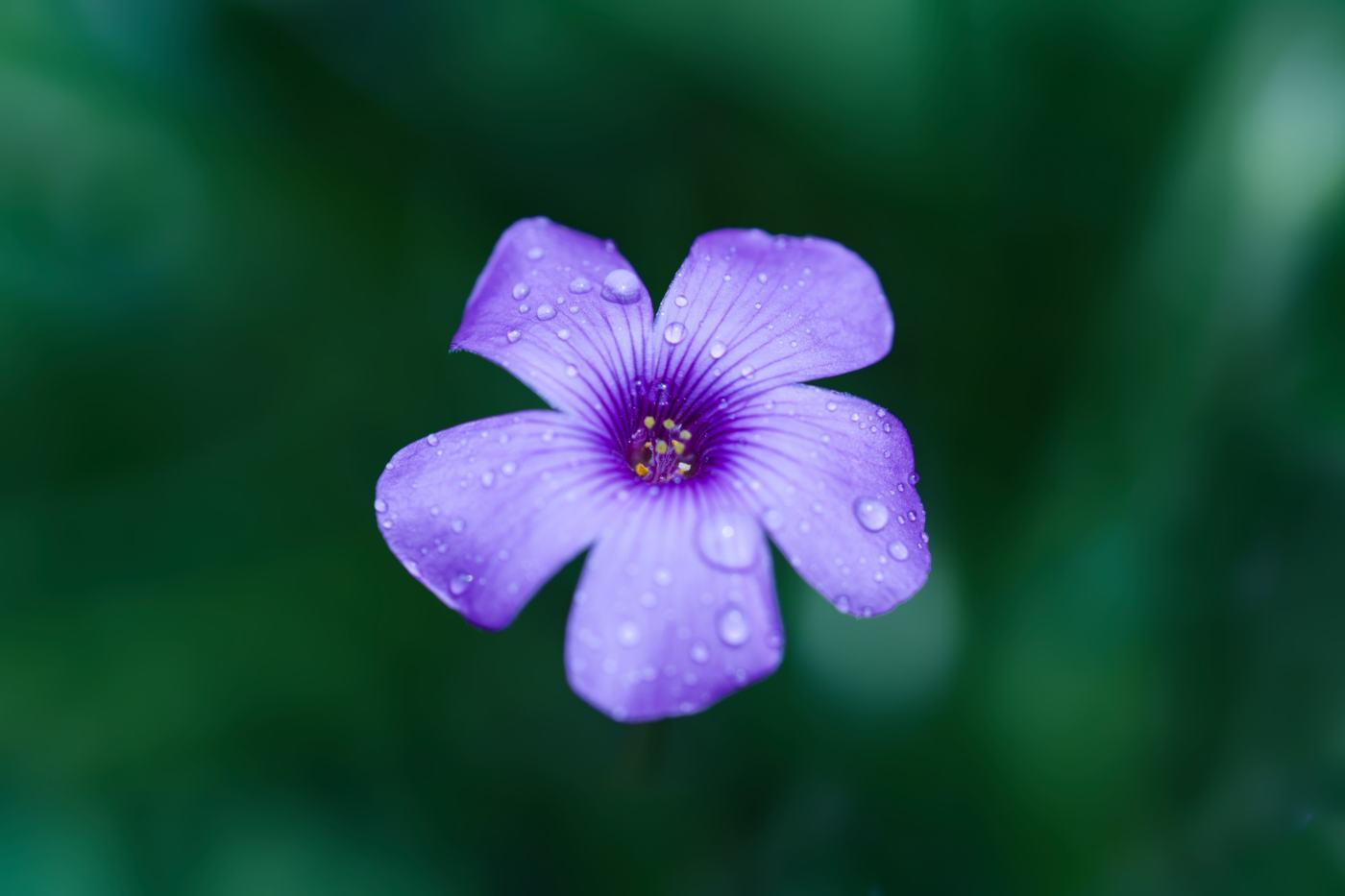 Fiore viola: identificazione da confermare